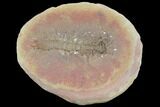 Fossil Syncarid Shrimp (Acanthotelson) - Mazon Creek #120953-1